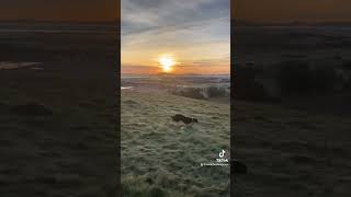 Amazing dog