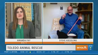 Adopt a dog from Toledo Animal Rescue | Your Day