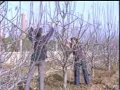苹果矮化密植栽培视频01 在线收看