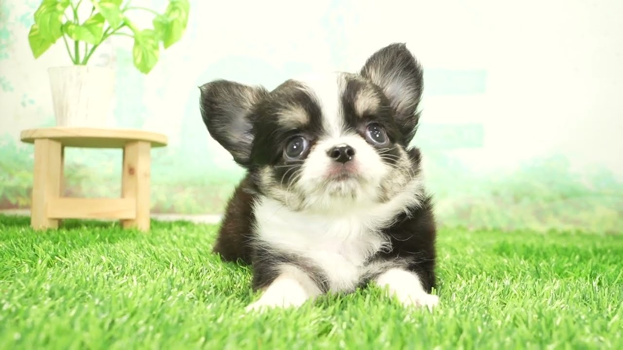 ペットショップcoo&riku No.00742744 チワワ（ロングコート） - YouTube