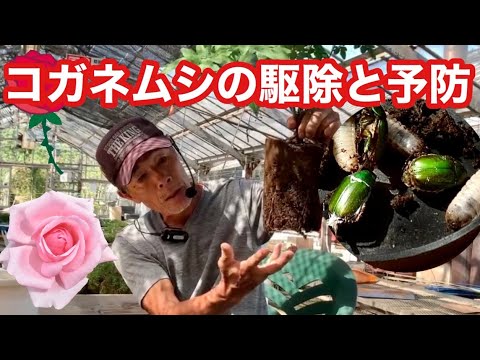 バラ栽培 コガネムシの駆除と予防について Youtube