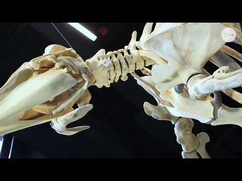 Baird's Beaked Whale