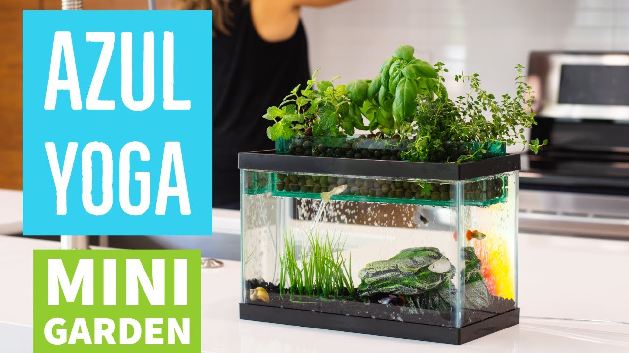 AQUAPONICS I Azul Yoga, Donna Melanson