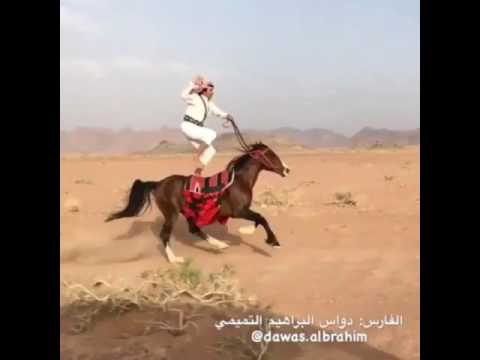 شيلة بني تميم واستعراض دواس التميمي