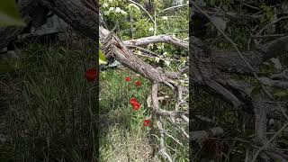 Тюльпаны под рухнувшим стволом груши 11-ого Мая