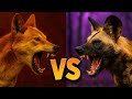 DINGO vs LICAÓN | Animales⚔️Enfrentados