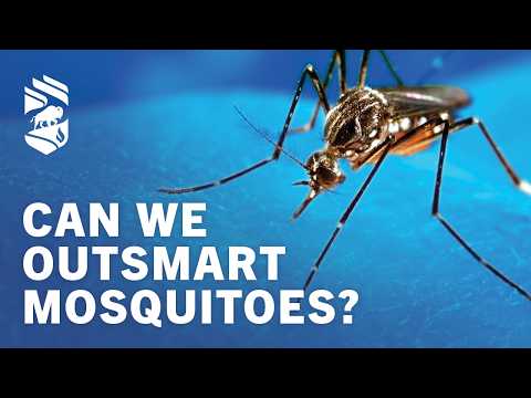 Can We Outsmart Mosquitoes?