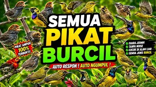 SUARA PIKAT CAMPURAN BURCIL PALING AMPUH || SUARA PIKAT AMPUHHH 2026