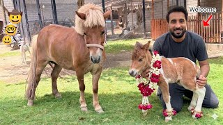 Hum Ne Cassie Baby ka Mini Zoo Main Welcome Kia 😊 || Shehr Main Dihat 
