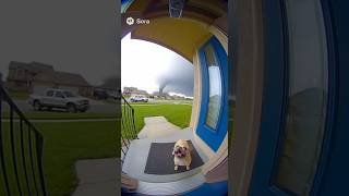 Quick Wash Pibbles Belly Before The Tornado Comes