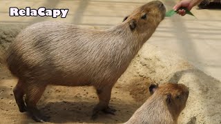 リラッカピのすすめ カピバラ劇場 happiness Capybara RelaCapy