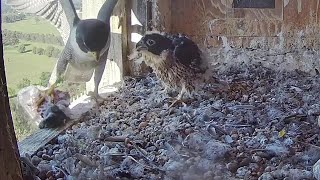 FalconCam Orange CSU~Huge prey by Dad! Already stuffed Yurruga starts eating 😂~8:23 AM 2021/11/18