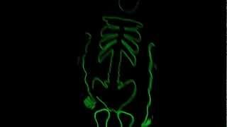 EL Wire + Skeleton Morphsuit, My Halloween Costume (2012)