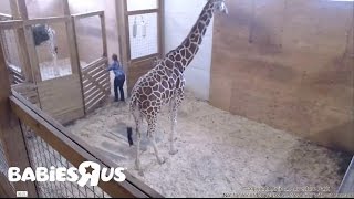 Update 04 20 17 Animal Adventure Park , Alyssa cleaning general cage