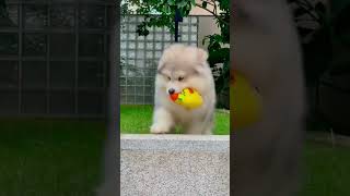 dog video 🐕#dog #dogshorts #dogvideos #viralvideo #newvideo #youtubeshorts #youtube#viral