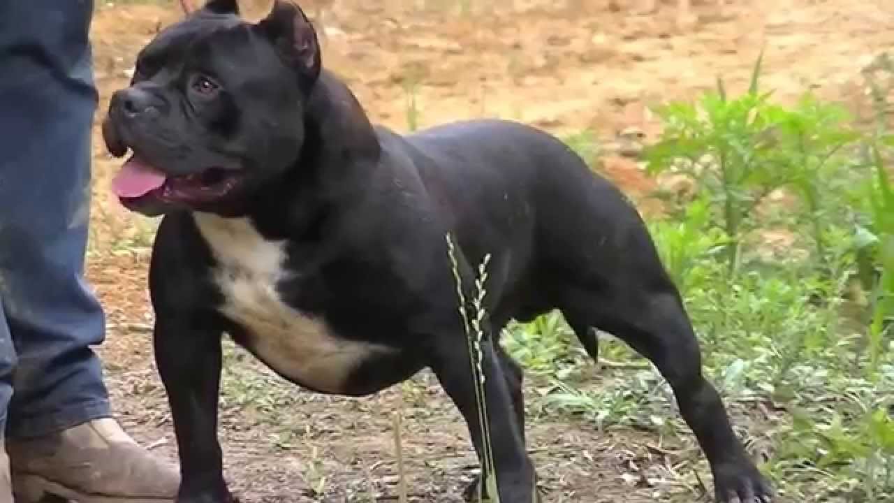 american bully usa