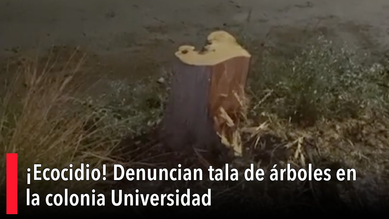 ¡Ecocidio! Denuncian tala de árboles en la colonia Universidad - YouTube