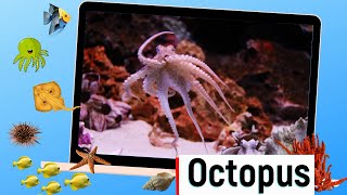 Educational video - Sea Animals and Underwater Life - English for Kids - Kids Vocabulary