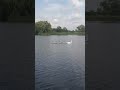 Лебеді на воді 2.