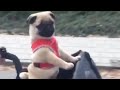 Pug puppy goes for super cute bike ride