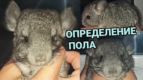 Как определить пол у ШИНШИЛЛ ? 🐨