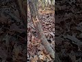 Check your trees if you didnt see your deer jump