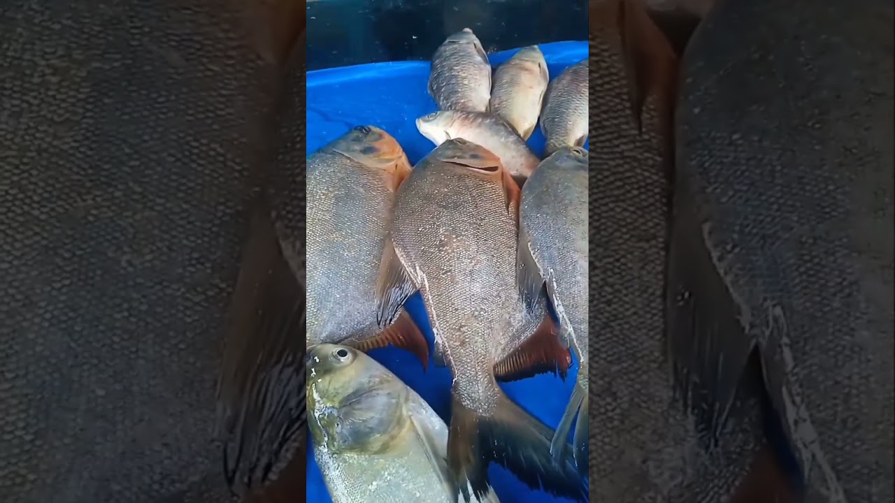 pappuleat fish nala hus kuda sanda😔😔☹️