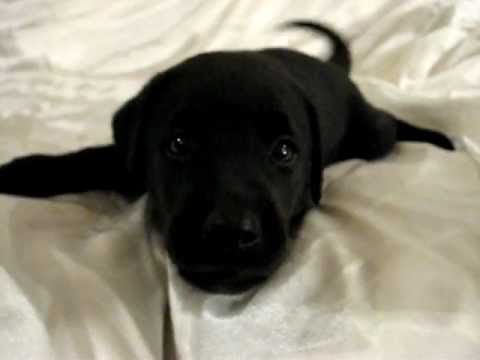 Playful Barking Black Labrador Retriever Puppy 37 Days Old