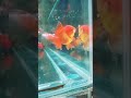 Warna-warni Ikan Koki yang Memanjakan Mata" #ikanhiaskoki #goldfish #oranda_gold_fish A#aquarium