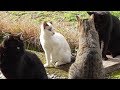猫の集会に参加する子猫マメ