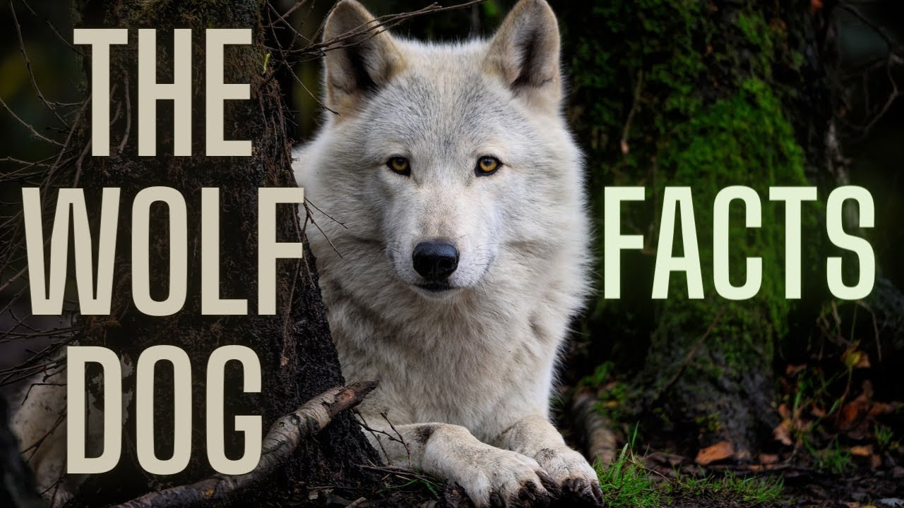 Wolfdog Hybrid | Wolfdog as pets | wolfdog facts