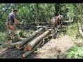 Horse Logging in the New Forest