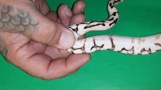 Canyon Country Reptiles Ball Python UPDATE Clutch #11 - Pastel Calico  to a Bumblebee Orange Dream