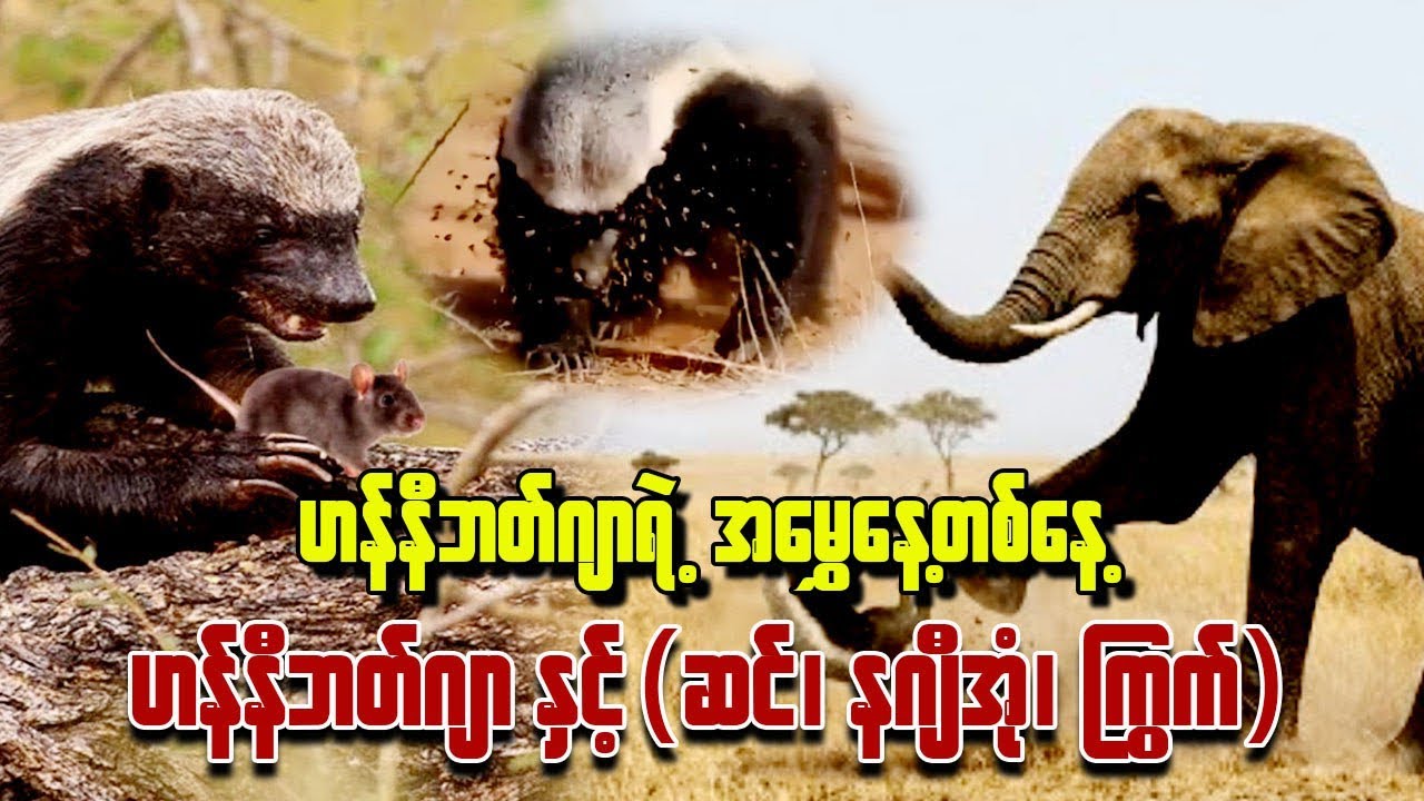 ဟန်နီဘတ်ဂျာရဲ့ အမွှေနေ့တစ်နေ့