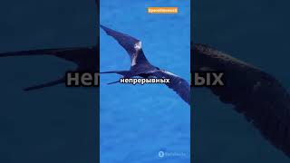6 ЖИВОТНЫХ-СЕКРЕТОВ, от которых у вас ВЗОРВЁТСЯ МОЗГ!