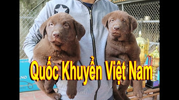[DOG REVIEW] Chó Mông Cộc - Quốc Khuyển Việt Nam / Hùng Chó channel