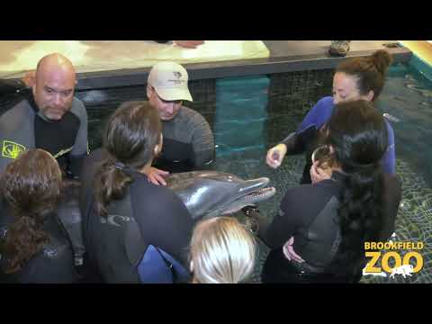 Video: Hvor meget koster delfinshowet i Brookfield Zoo?