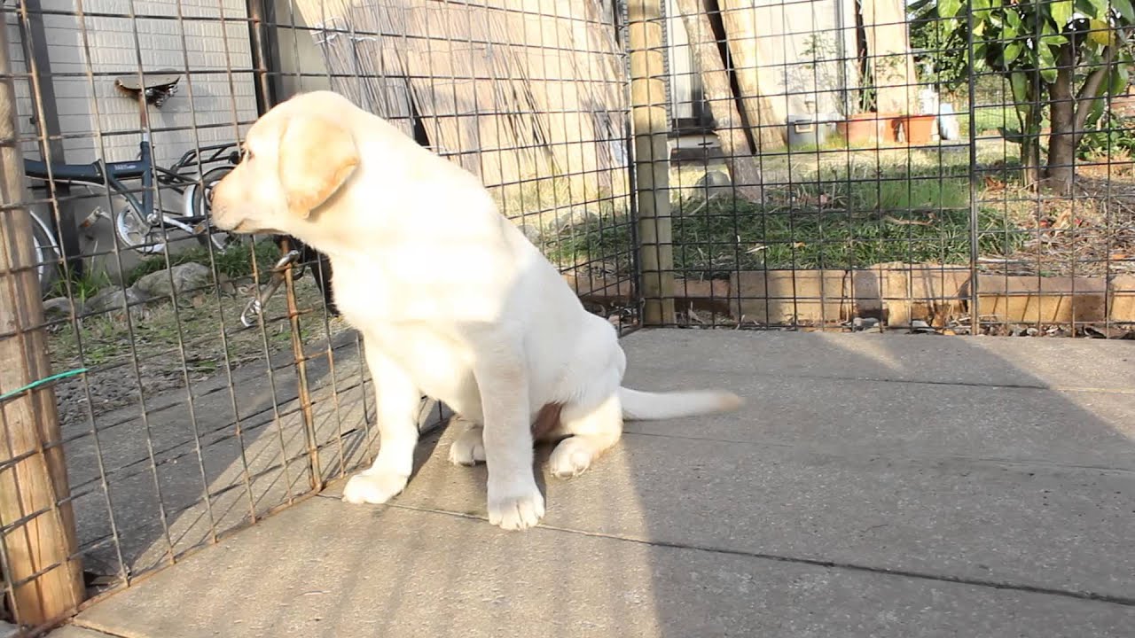 関東・埼玉県ラブラドールレトリバーブリーダーの子犬（2015/8/29生れ）｜【子犬販売 スマイルわん】 YouTube