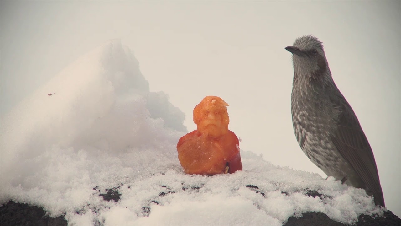 カルマ：Daisuke Kuroda