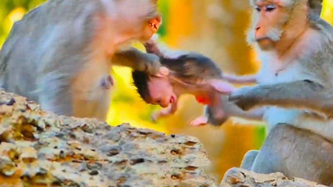 The old female monkeys are fighting over each other's babies, creating a chaotic scene.