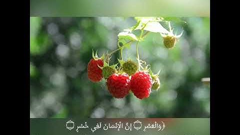 سورة العصر | القارئ صلاح بوخاطر 🕊