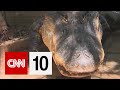 Humorous Alligator Incident Analysis