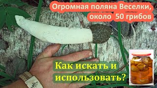 Веселка обыкновенная (Phallus impudicus) огромная поляна. Где искать гриб?