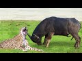 Mother Buffalo Knocked Out Leopard To Save Her Baby | Buffalo's Power is Amazing – Elephant vs Lion