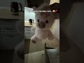 This plushy is literally the cutest thing ever…😭💕#plushies #plushies #plushiecollector #teddybear