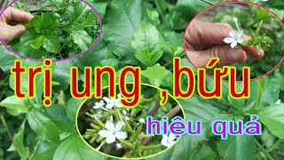 Uses of the plant white flower snake