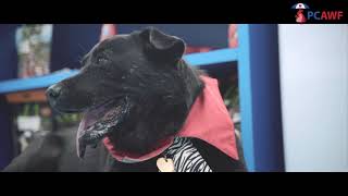 Pets Central Animal Welfare Foundation - Blackjack's NEW MOTHER ! by Pets Central 60 views 2 years ago 1 minute, 56 seconds