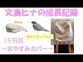 【文鳥ヒナの成長記録】15日目＿おやすみカバーを使ってみた