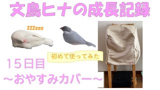 【文鳥ヒナの成長記録】15日目＿おやすみカバーを使ってみた