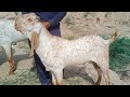 Haasil pur bakra mandi ki fresh update abid ali tv hansalpur